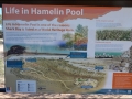 wa-hamelin-pool-stromatolites-011