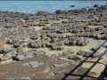 wa-hamelin-pool-stromatolites-091