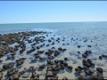 wa-hamelin-pool-stromatolites-161