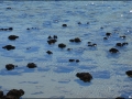 wa-hamelin-pool-stromatolites-171