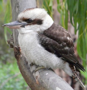 Kookaburra_melb