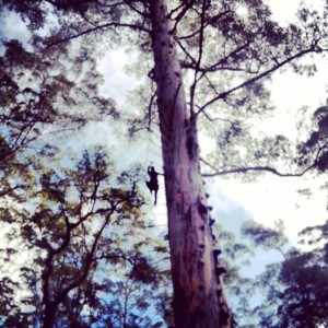 Monkey me ! On the Diamond Tree :)