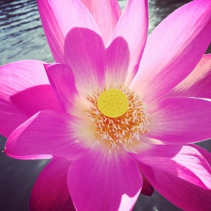 IMG_20140619_145858[1]