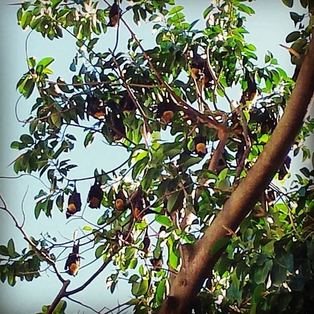 Les petites boules de fruit de flying foxes trop mignonnes qu'on voudrait les manger !