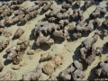 wa-hamelin-pool-stromatolites-181