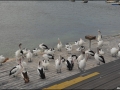 sa-ki-kingscote-pelican-feeding-11
