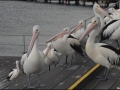 sa-ki-kingscote-pelican-feeding-13