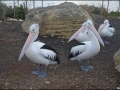 sa-ki-kingscote-pelican-feeding-17