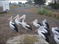 sa-ki-kingscote-pelican-feeding-20