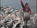 sa-ki-kingscote-pelican-feeding-23
