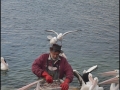 sa-ki-kingscote-pelican-feeding-25