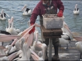 sa-ki-kingscote-pelican-feeding-36