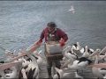 sa-ki-kingscote-pelican-feeding-42