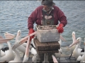 sa-ki-kingscote-pelican-feeding-44