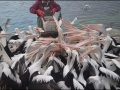sa-ki-kingscote-pelican-feeding-50
