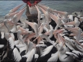 sa-ki-kingscote-pelican-feeding-53