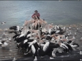 sa-ki-kingscote-pelican-feeding-55