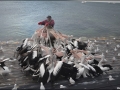 sa-ki-kingscote-pelican-feeding-56