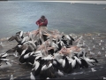 sa-ki-kingscote-pelican-feeding-57