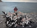 sa-ki-kingscote-pelican-feeding-59
