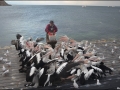 sa-ki-kingscote-pelican-feeding-60