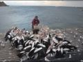 sa-ki-kingscote-pelican-feeding-62