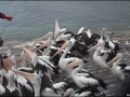 sa-ki-kingscote-pelican-feeding-75