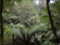 vic-gor-maits-rest-rainforest-boardwalk-03