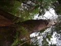 vic-gor-maits-rest-rainforest-boardwalk-07