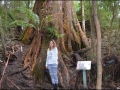 vic-gor-maits-rest-rainforest-boardwalk-08