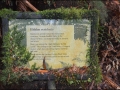 vic-gor-maits-rest-rainforest-boardwalk-09