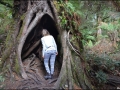 vic-gor-maits-rest-rainforest-boardwalk-12