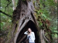 vic-gor-maits-rest-rainforest-boardwalk-13