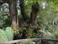 vic-gor-maits-rest-rainforest-boardwalk-15