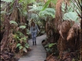 vic-gor-maits-rest-rainforest-boardwalk-16